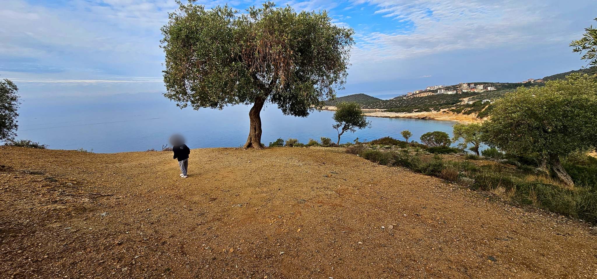Olive tree on the headland above the sea