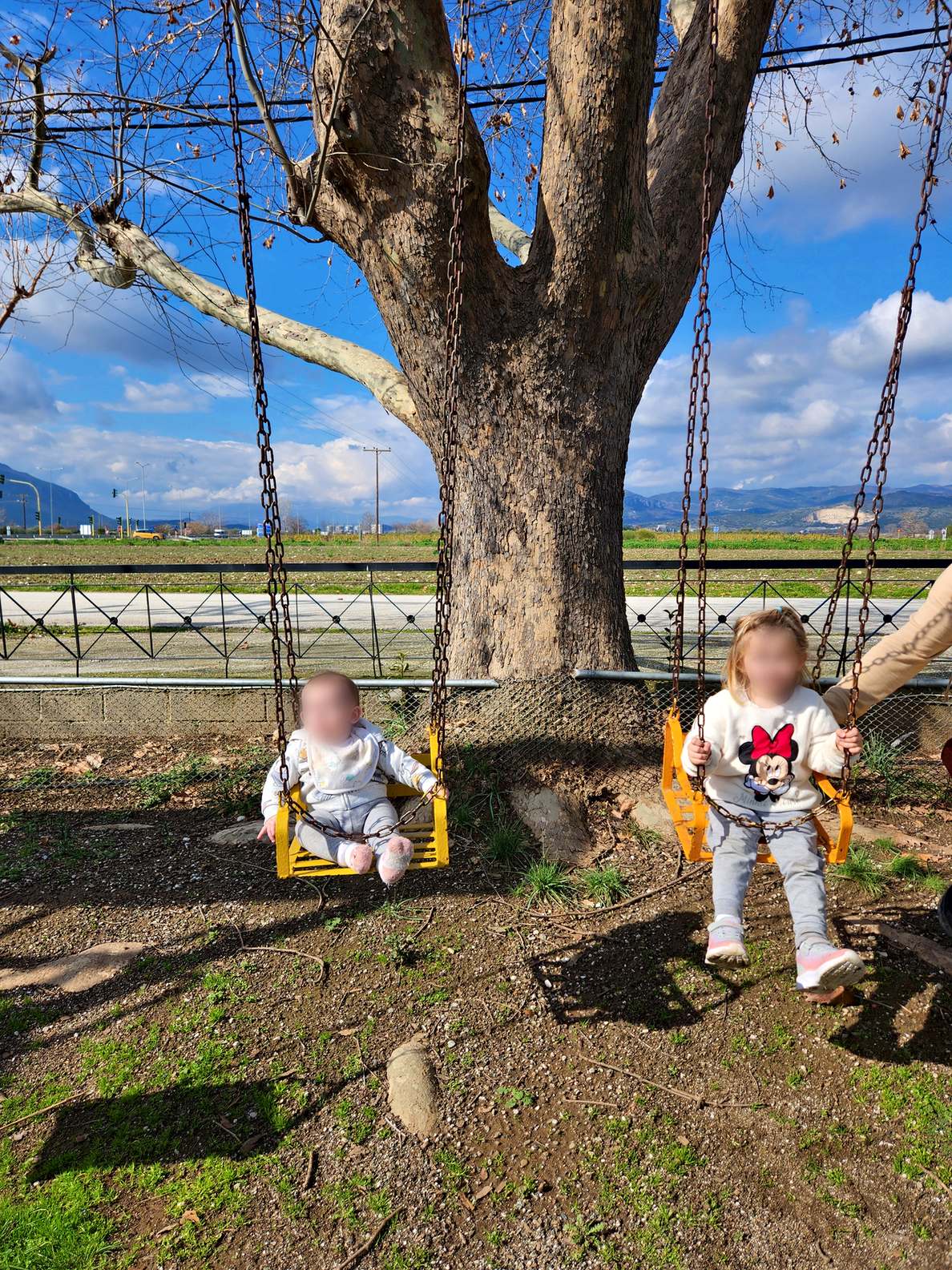 Swings hanging under a huge old tree